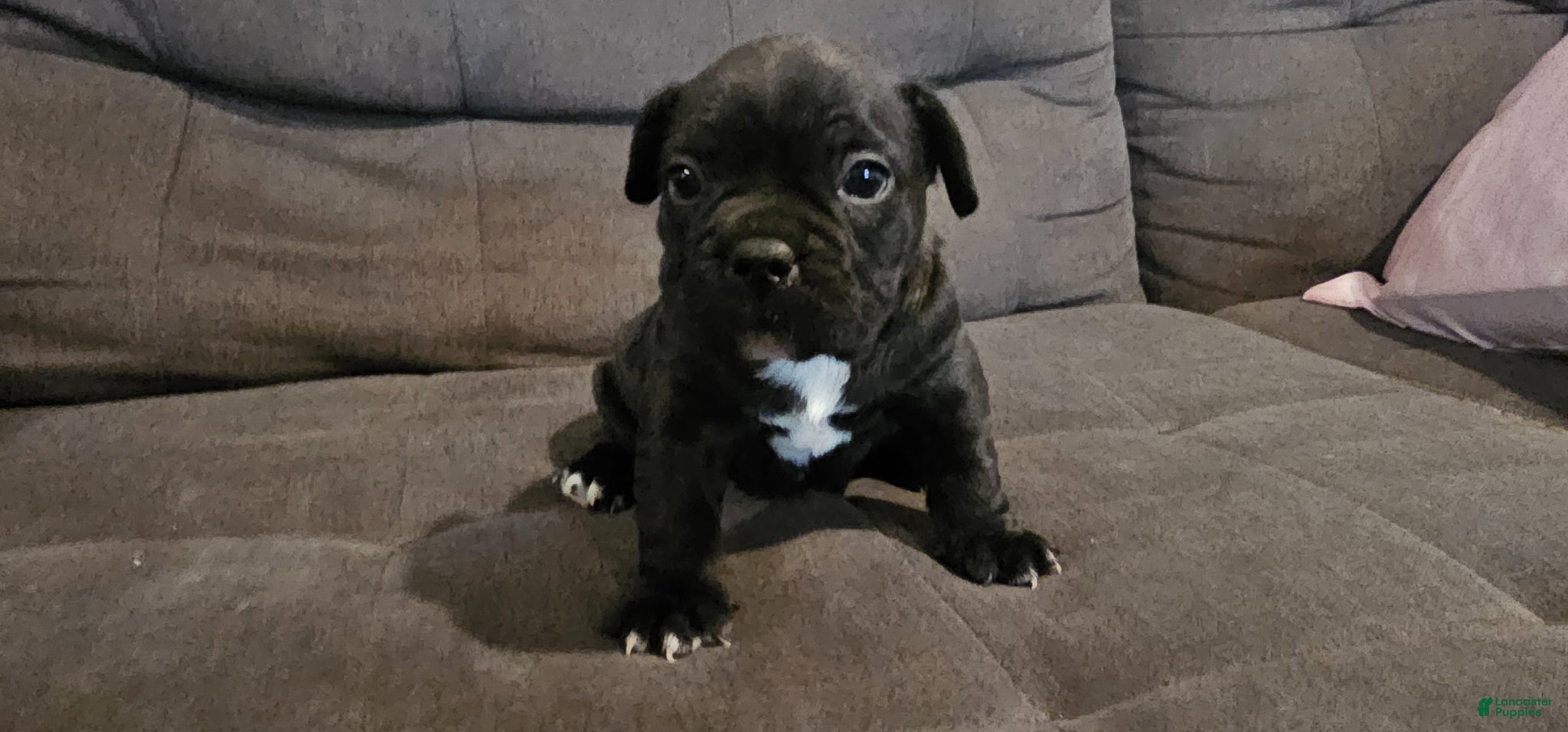 Mixed Breed dogs Mixed Breed Puppy 4 - Ad 1