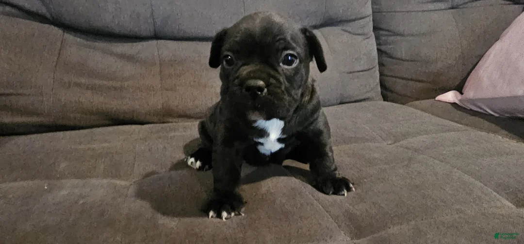 Mixed Breed dogs for sale: Mixed Breed Puppy 4 - Ad 1