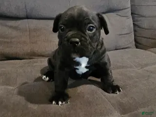 Mixed Breed dogs for sale: Mixed Breed Puppy 4 - Ad 1