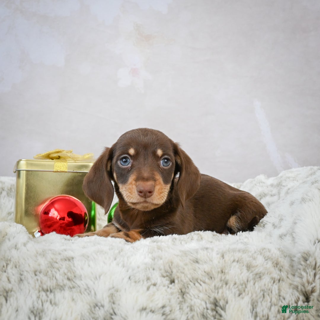 Miniature Dachshund dogs for sale: Maverick - Ad 5