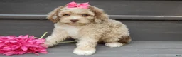 Cockapoo dogs for sale: Penny - Ad 5