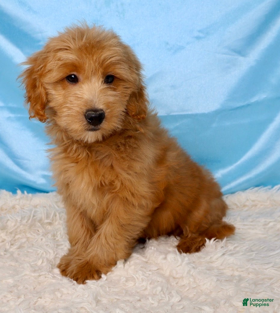 Mini Goldendoodle dogs for sale: ❤️Barney 🐶 - Ad 1
