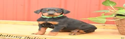 Doberman Pinscher dogs for sale: Whitney - Ad 3