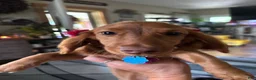 Miniature Dachshund dogs for sale: Miniature Dachshund Puppy 2 - Ad 8