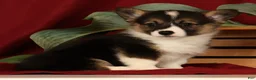 Welsh Corgi Pembroke dogs for sale: Jasmine - Ad 3