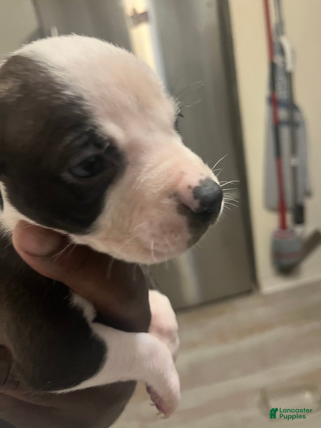 American Staffordshire Terrier dogs for sale: American Staffordshire Terrier Puppy 2 - Ad 3