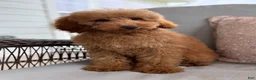Mini Goldendoodle dogs for sale: Mini Goldendoodle 2 - Ad 6