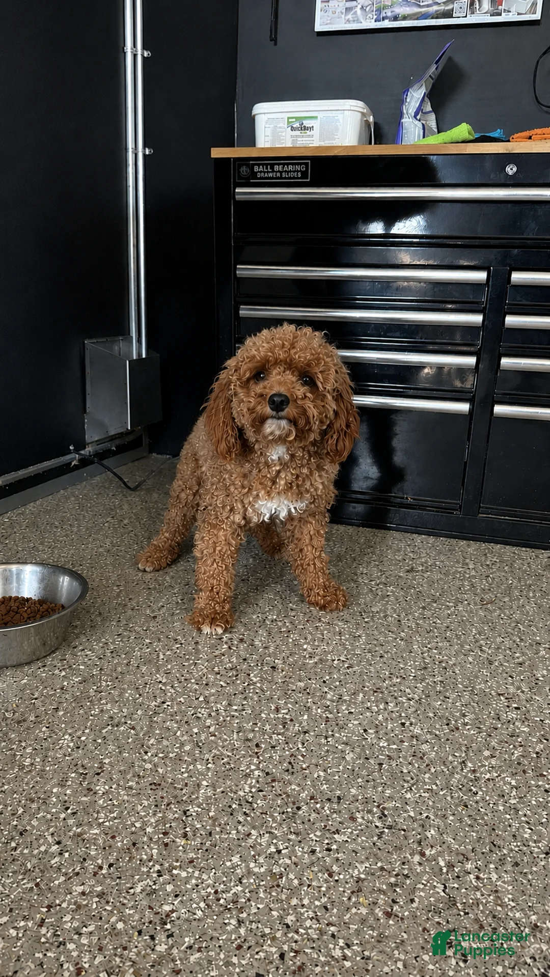 Mini Goldendoodle dogs for sale: Hunter - Ad 5