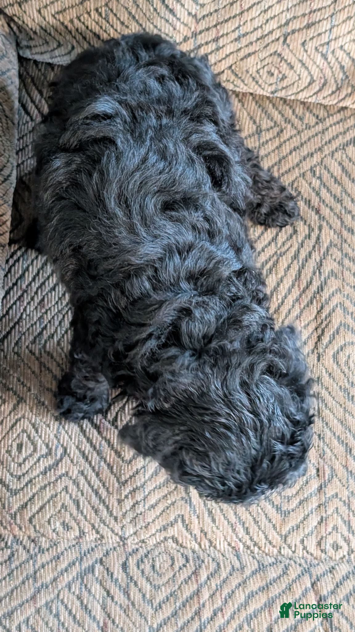 Miniature Poodle dogs Milah - Ad 2