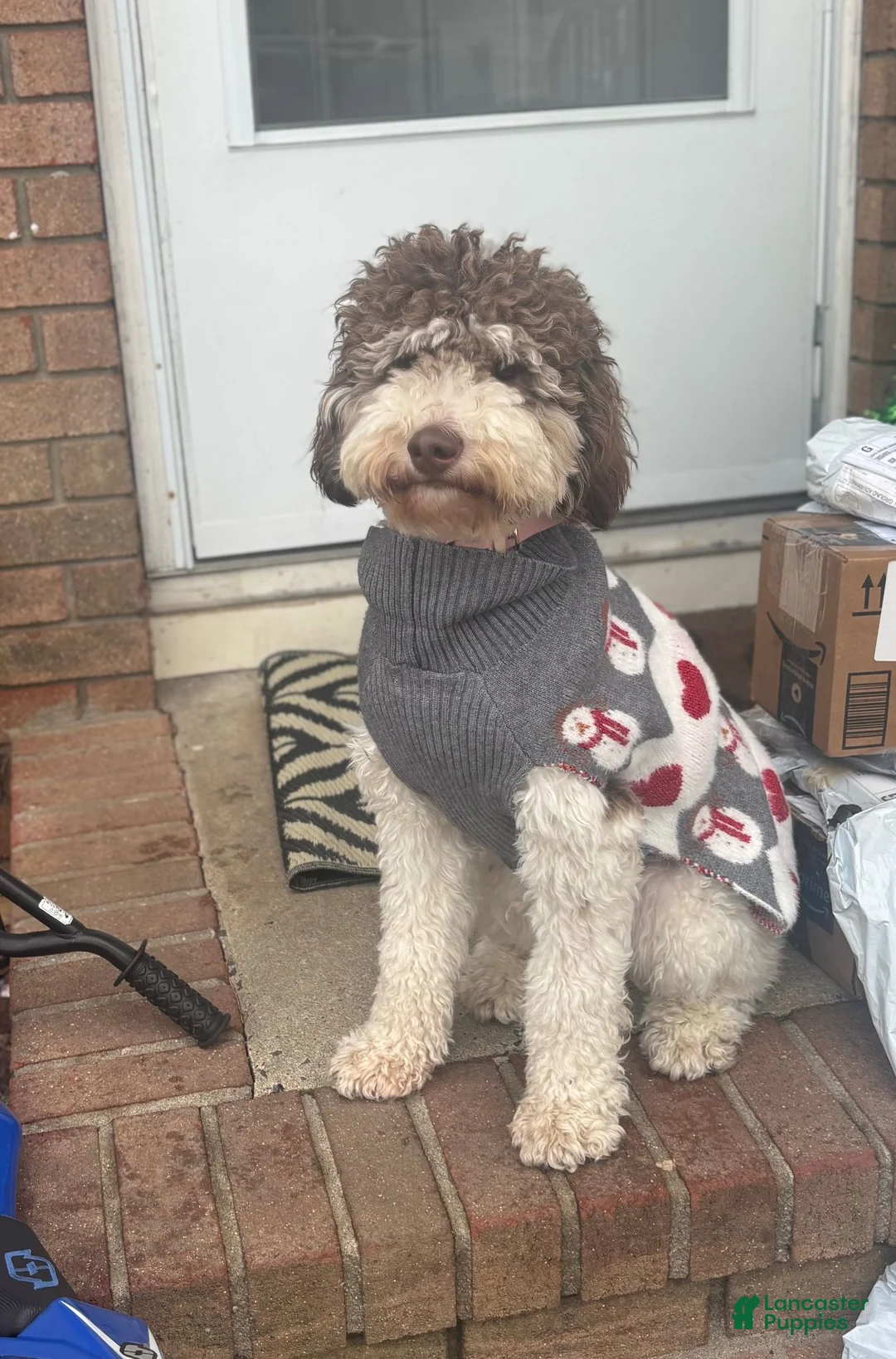 Goldendoodle dogs for sale: Goldendoodle 5 - Ad 12