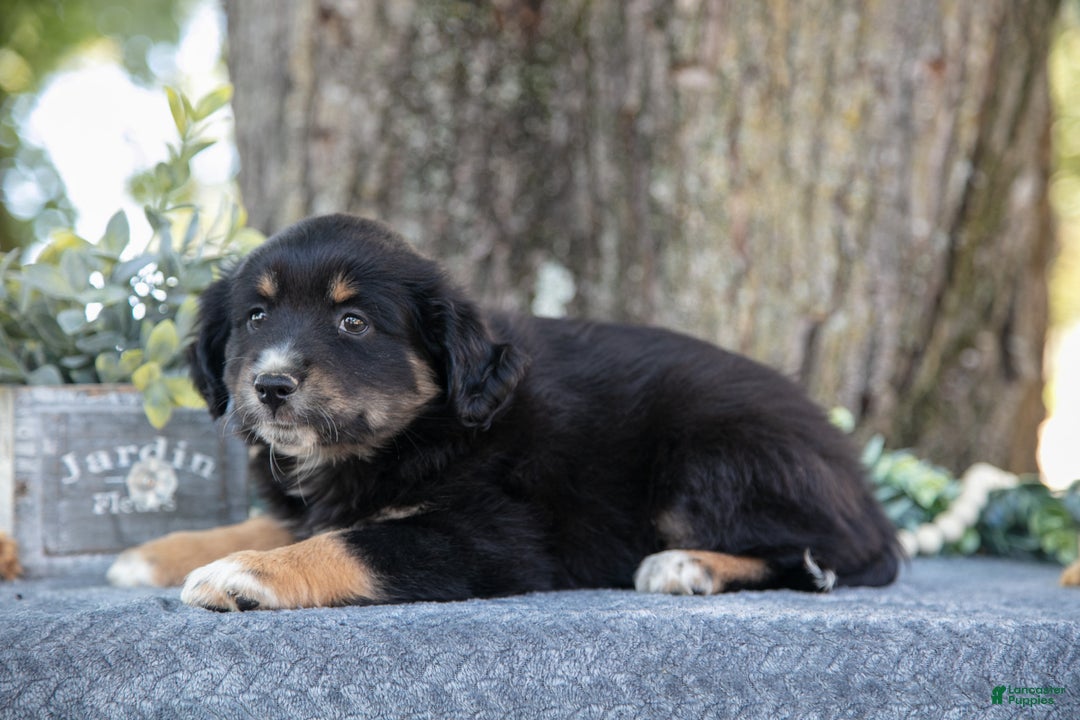 Miniature Australian Shepherd dogs for sale: Alex - Ad 2