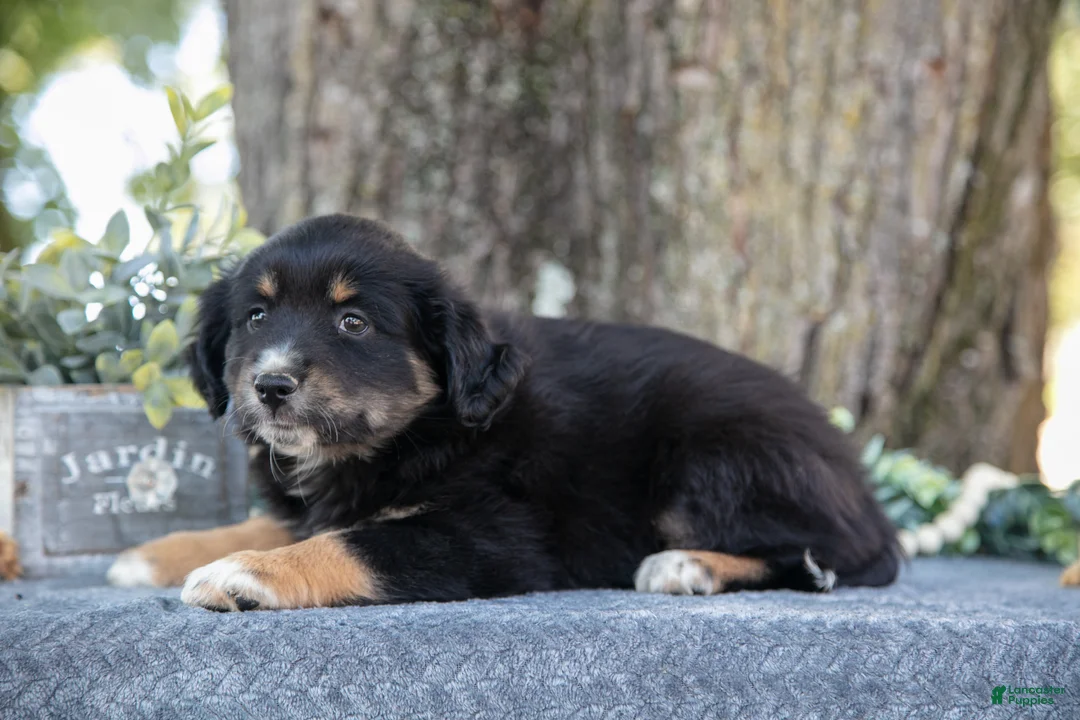 Miniature Australian Shepherd dogs for sale: Alex - Ad 2