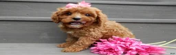 Cavapoo dogs for sale: Callie - Ad 3
