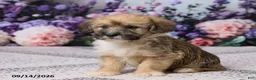 Corgipoo dogs for sale: Ronny - Ad 3
