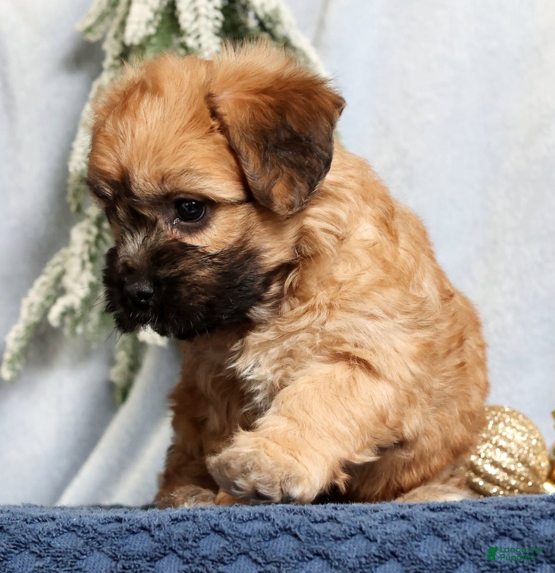 Mixed Breed dogs for sale: Jill - Ad 3