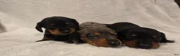 Miniature Dachshund dogs for sale: Curly  - Ad 9