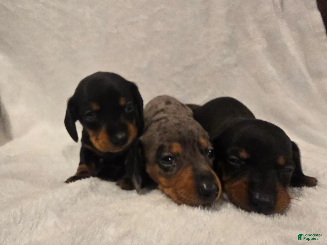 Miniature Dachshund dogs for sale: Curly  - Ad 9