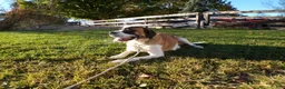 Saint Bernard dogs for sale: Ellie - Ad 6