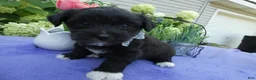 Bichpoo dogs for sale: Bichpoo 1 Rolo - Ad 2