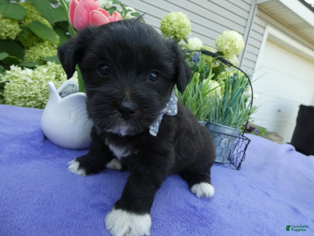 Bichpoo dogs for sale: Bichpoo 1 Rolo - Ad 2