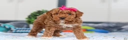 Mini Goldendoodle dogs for sale: Nala - Ad 5