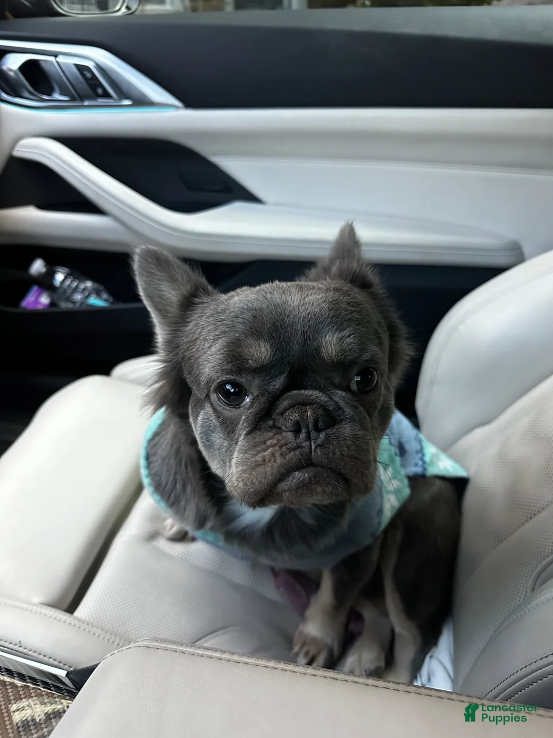 French Bulldog dogs for sale: French Bulldog Puppy 1 - Ad 2