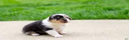 Mixed Breed dogs for sale: Jasper  - Ad 4