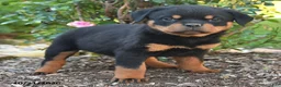 Rottweiler dogs for sale: Sable - Ad 3