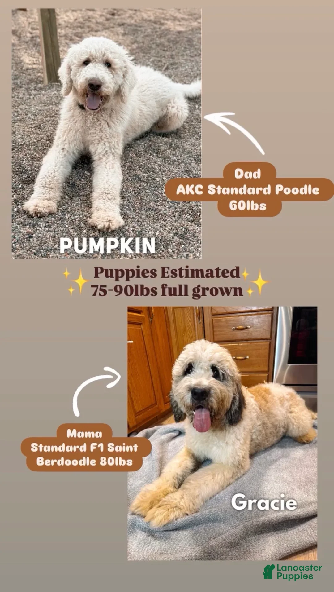 Saint Berdoodles dogs for sale: Gianna - Ad 2