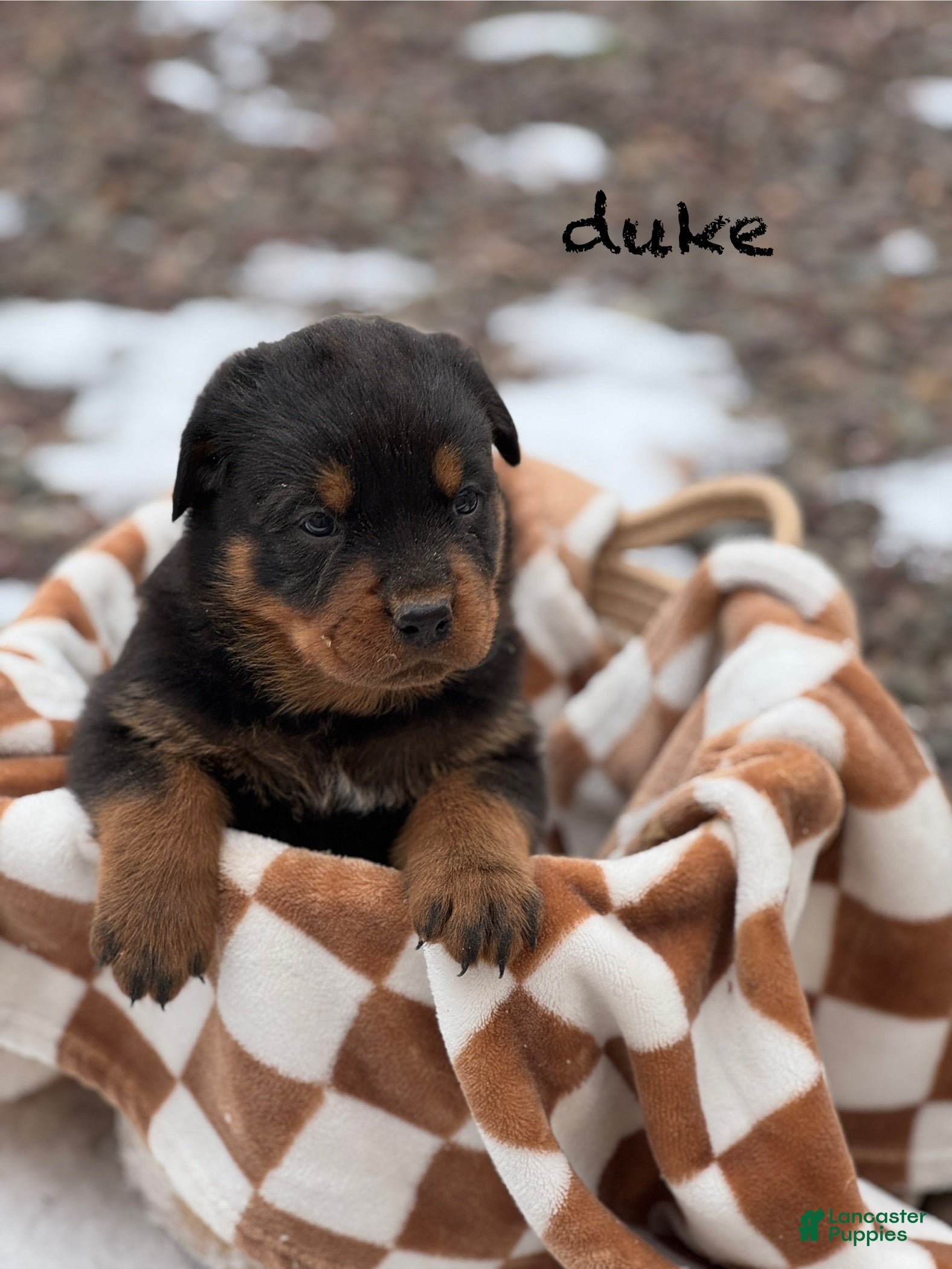 Rottweiler dogs Duke (Long Tail)  - Ad 37