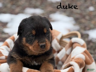 Rottweiler dogs Duke (Long Tail) - Ad 37