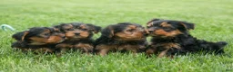 Yorkshire Terrier dogs for sale:  Betsy 🐶 - Ad 22