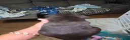 French Bulldog dogs for sale: French Bulldog Puppy 1 - Ad 2