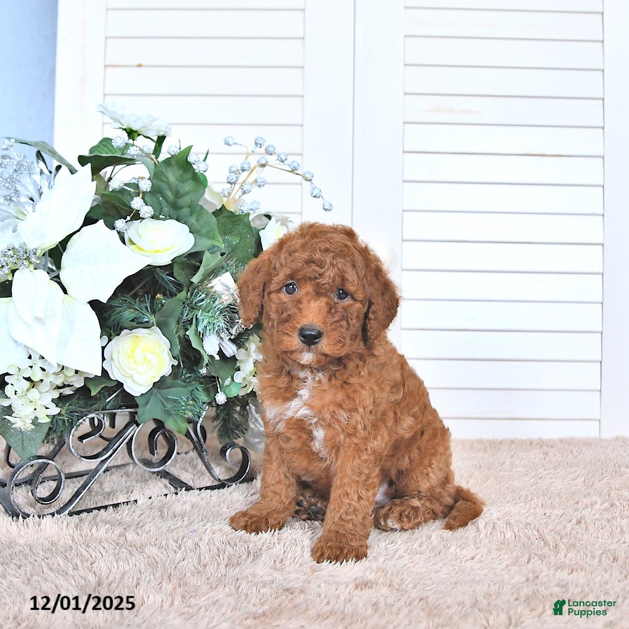 Mini Goldendoodle dogs Mason - Ad 33