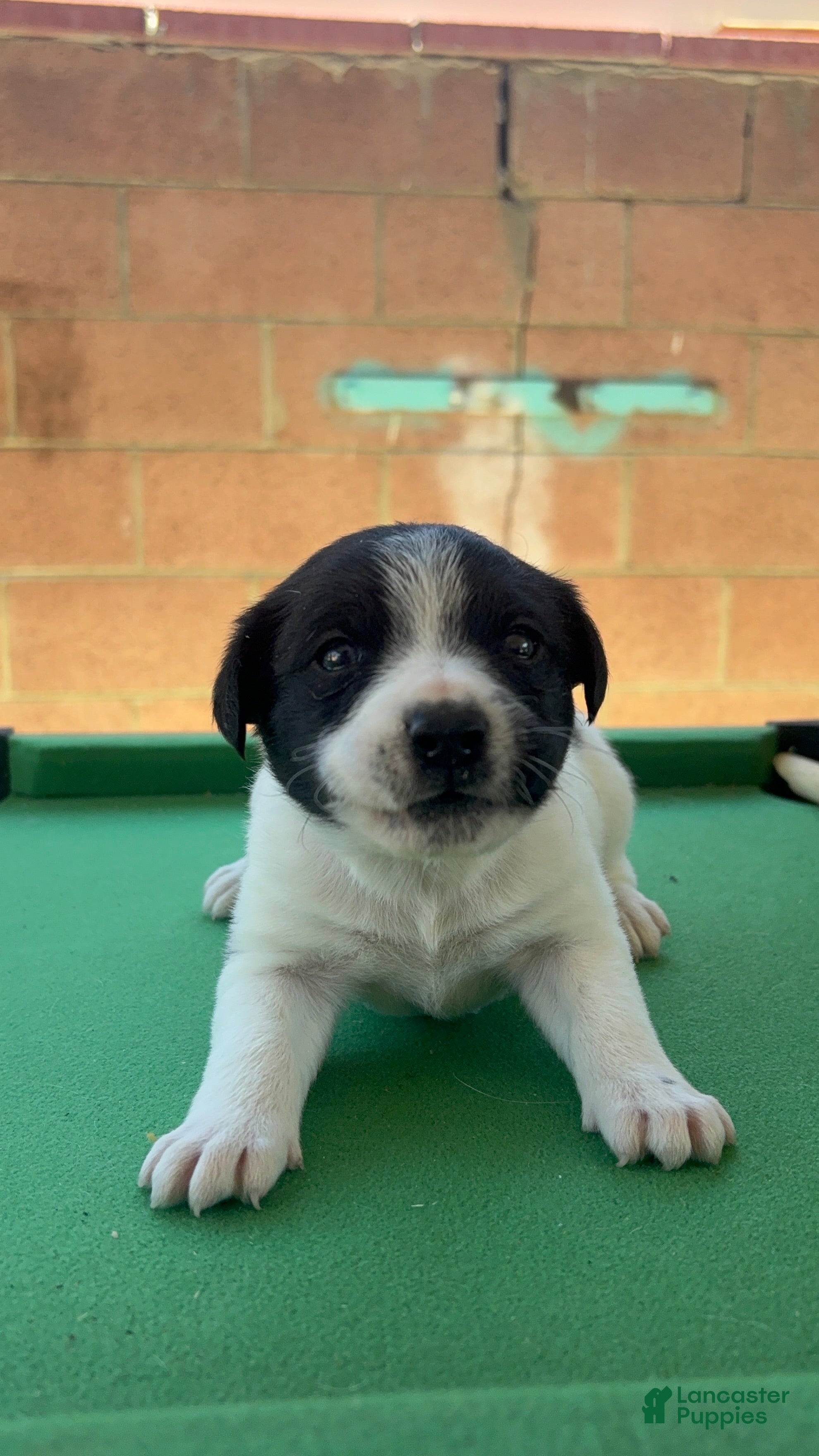 Mixed Breed dogs Mixed Breed Puppy 3 - Ad 5