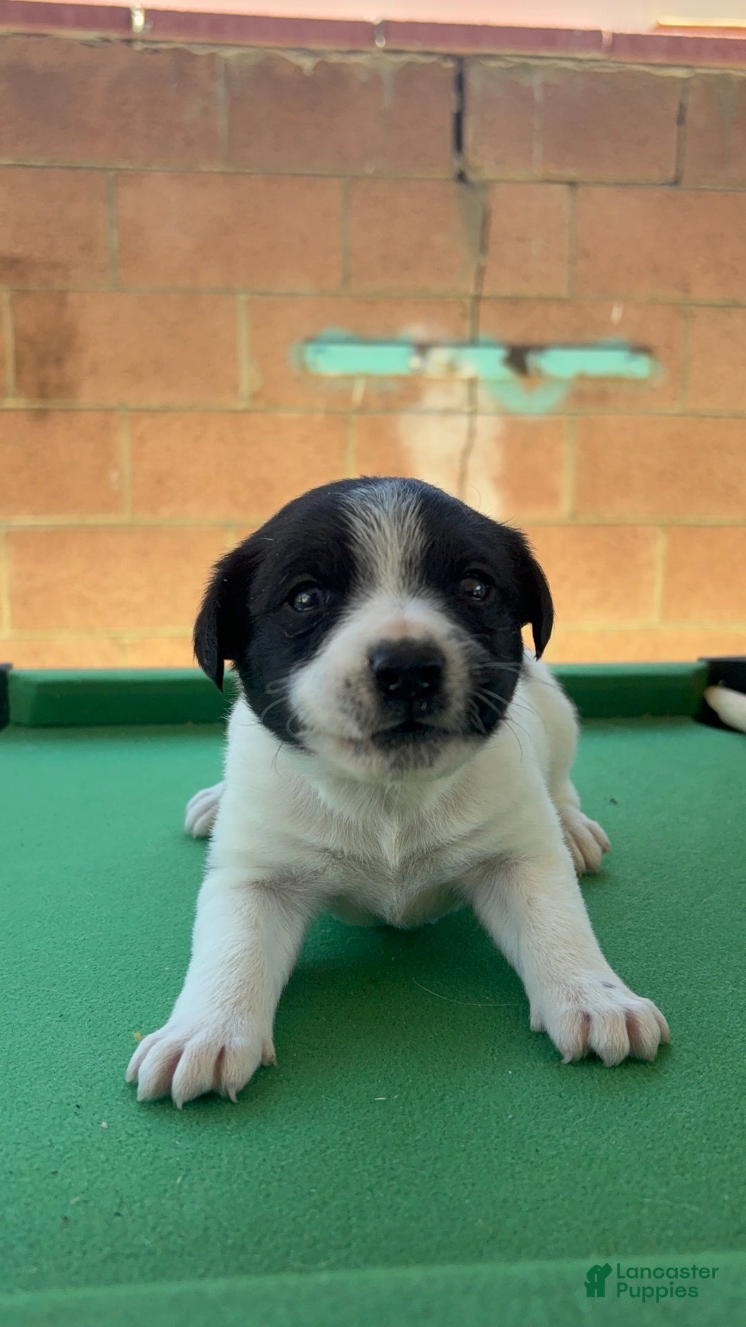 Mixed Breed dogs for sale: Mixed Breed Puppy 3 - Ad 1