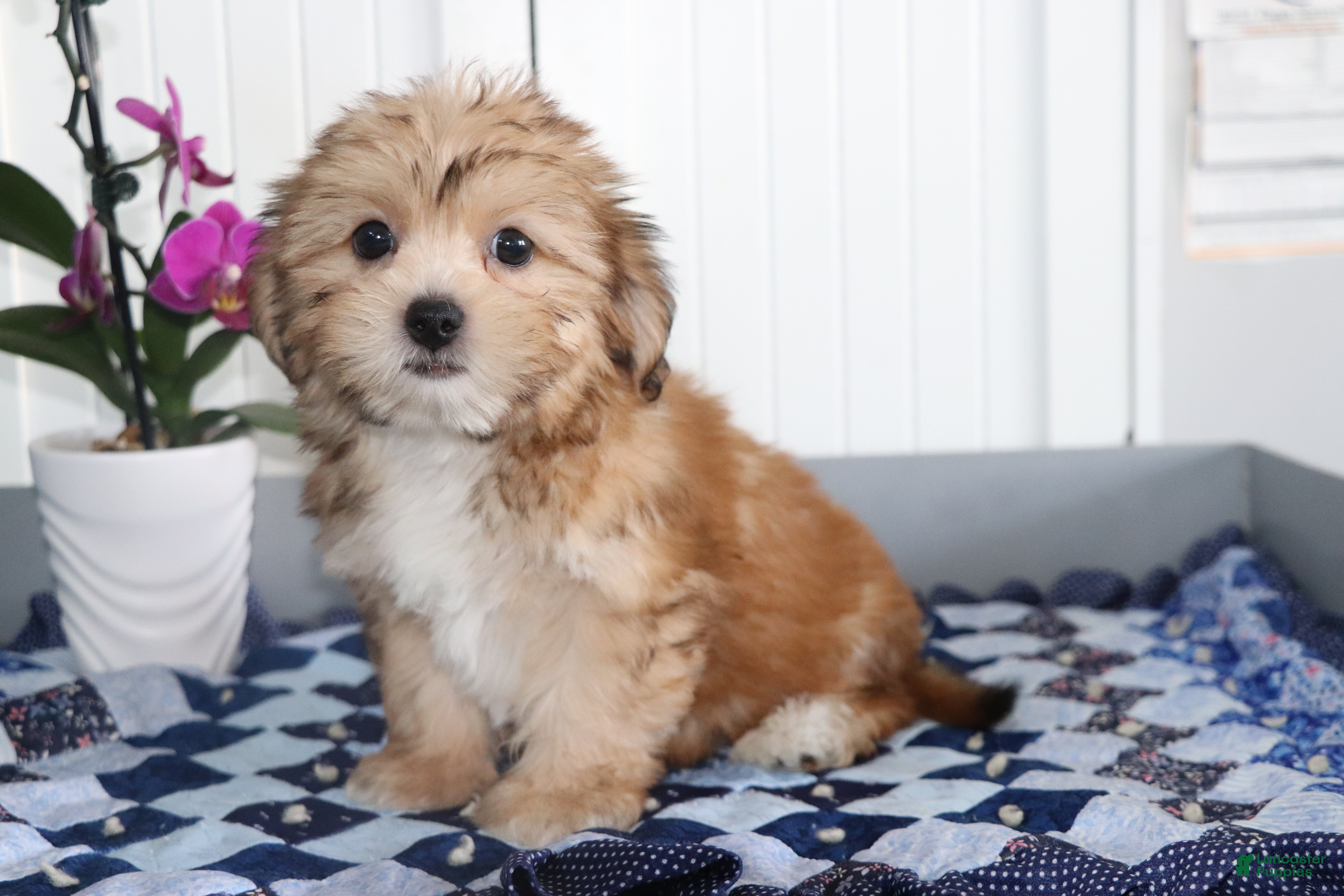 Shorkie dogs Minnie - Ad 2