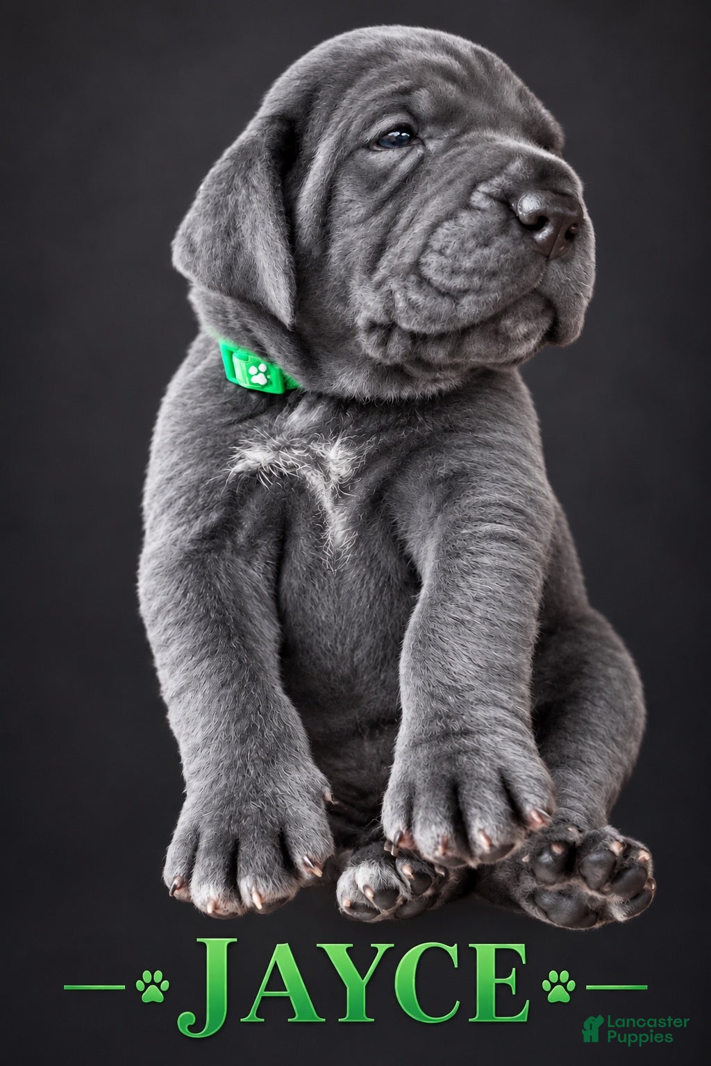 Cane Corso dogs Jayce - Ad 2