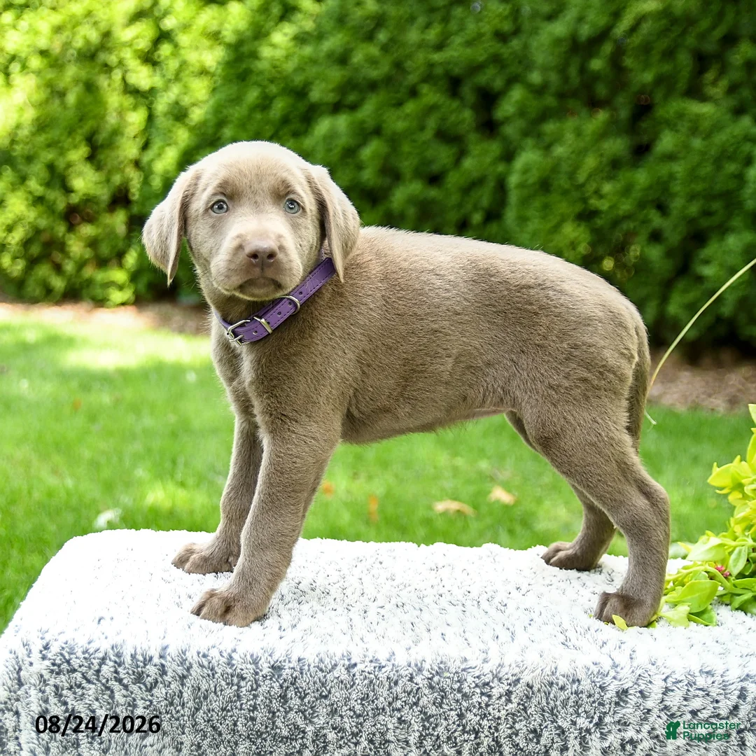 Labrador Retriever dogs for sale: River - Ad 2