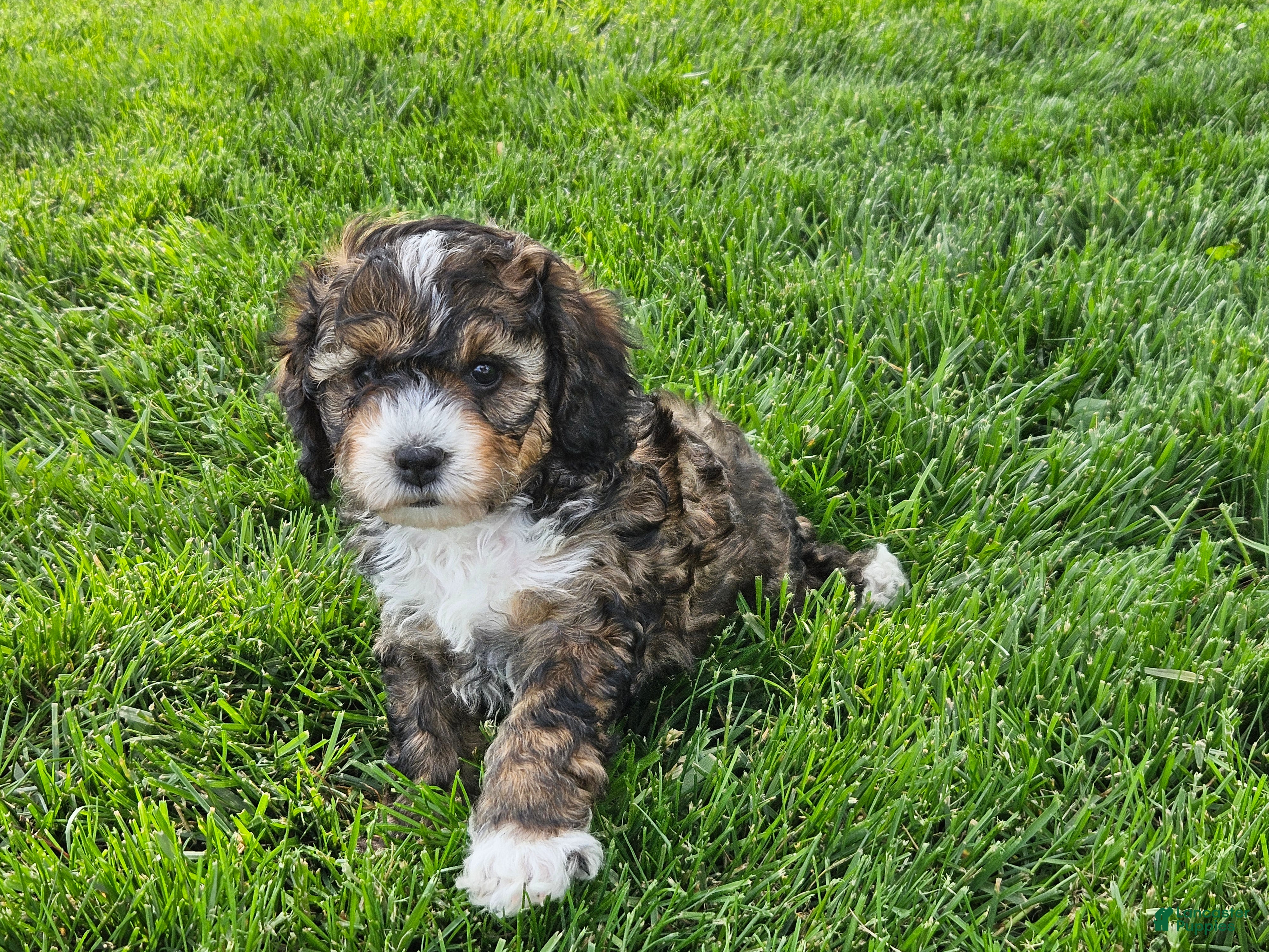 Mini Bernedoodle dogs Callie - Ad 1
