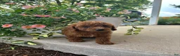 Bichpoo dogs for sale: Honey - Ad 3