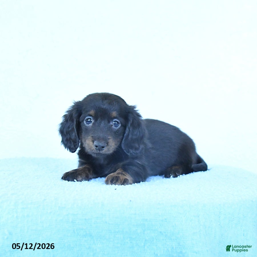Miniature Dachshund dogs Sage - Ad 2
