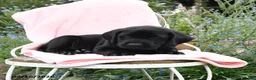 Labrador Retriever dogs for sale: Mike - Ad 5