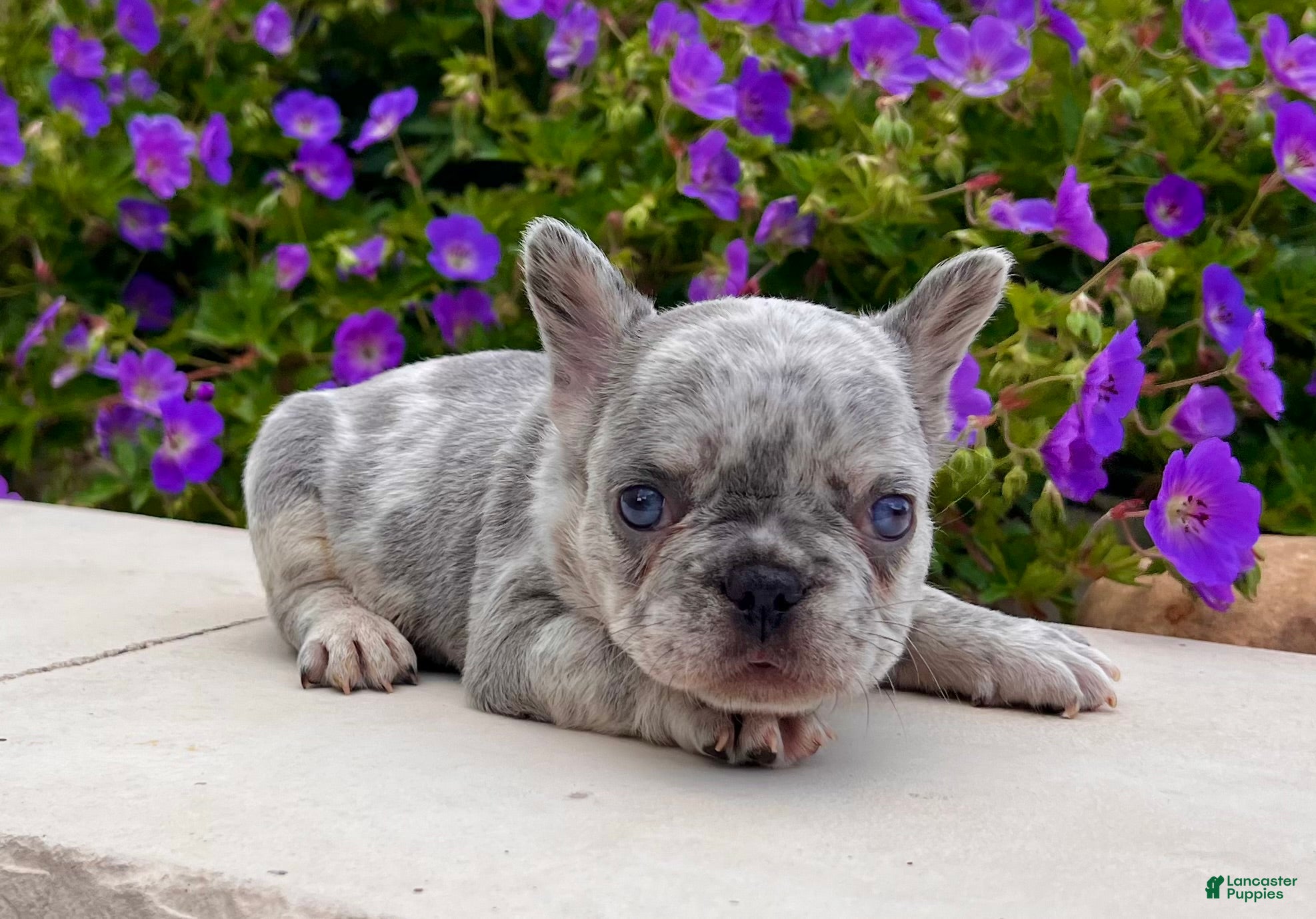 French Bulldog dogs Holly - Ad 1