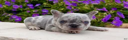 French Bulldog dogs for sale: Holly - Ad 1
