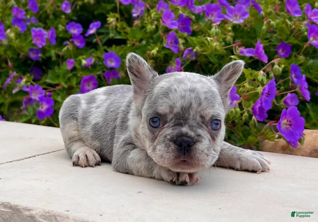French Bulldog dogs for sale: Holly - Ad 1