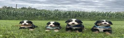 Bernese Mountain Dog dogs for sale: Duke - Ad 3