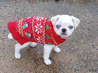 Pug dogs Layla - Ad 1