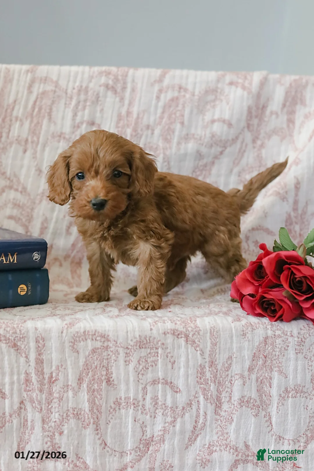 Cockapoo dogs for sale: Justin - Ad 7