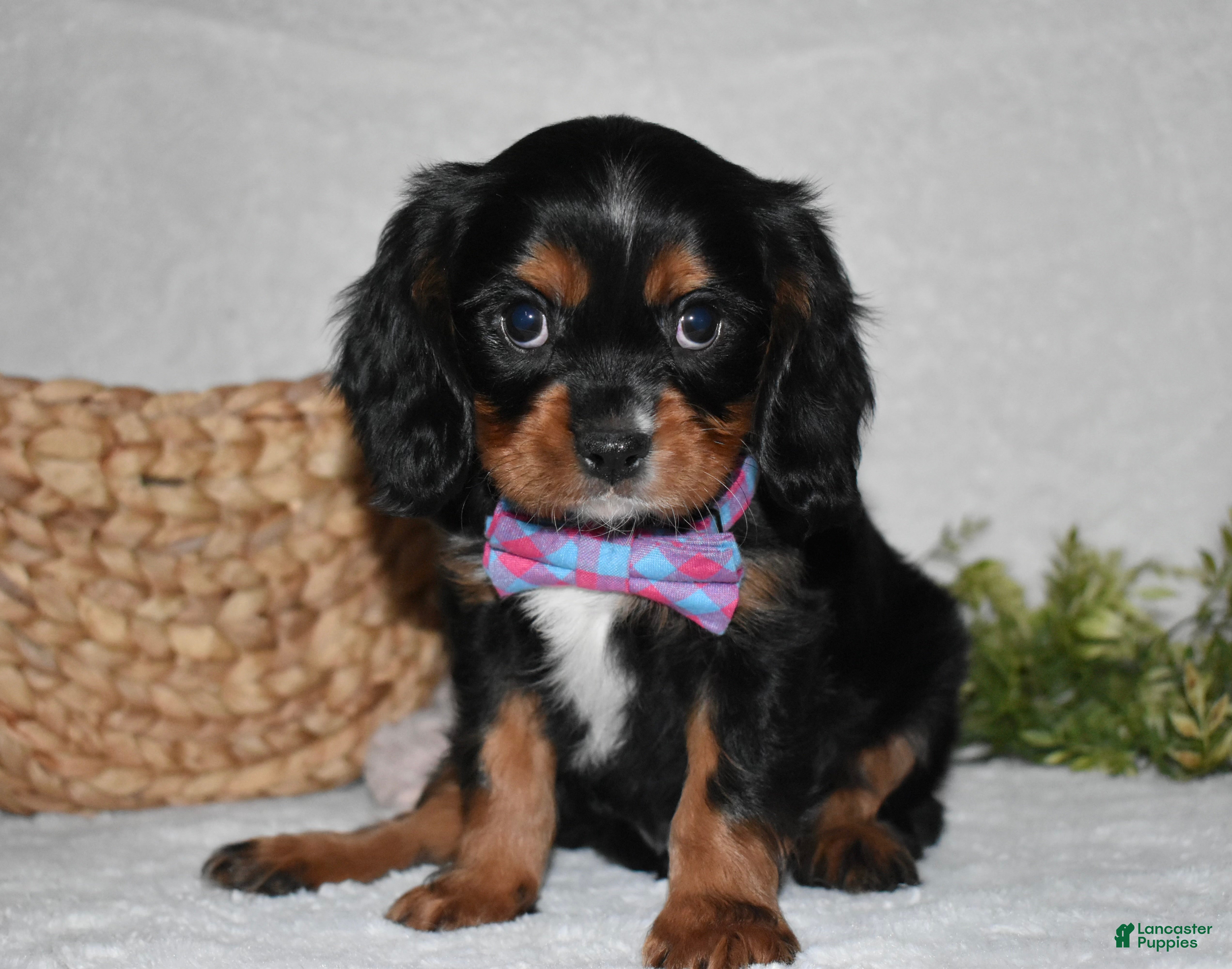 Cavalier King Charles Spaniel dogs Parker - Ad 31